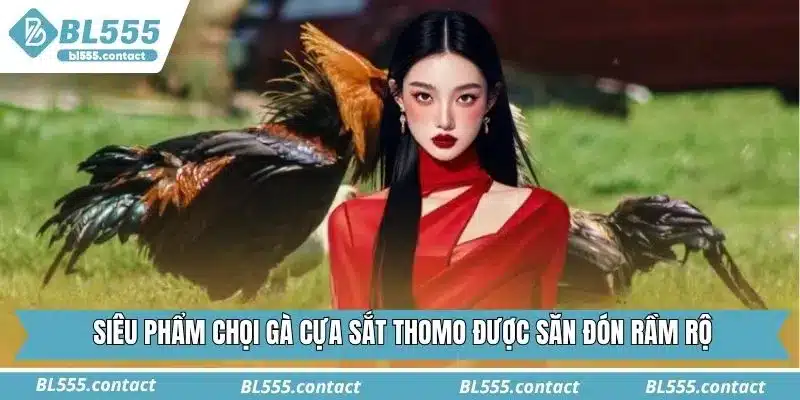 Siêu phẩm chọi gà cựa sắt Thomo được săn đón rầm rộ